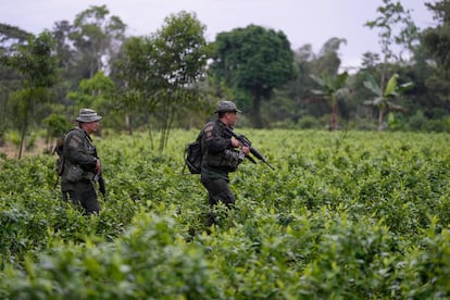 Policías antinarcóticos caminan por un campo de coca en Putumayo, Colombia