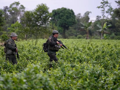 Policías antinarcóticos caminan por un campo de coca en Putumayo (Colombia), en abril de 2022.