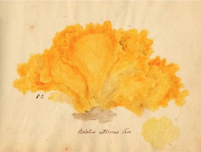 'Fungi selecti picti' (1821), de Orra White Hitchcock.
