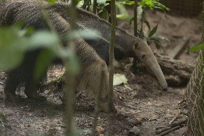 Dos dos osos hormigueros  en Pilpintuwasi el centro de rescate
de fauna silvestre y mariposario.




