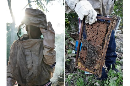 La colmena de Jonathan Lorenzo contiene seis paneles sobre los que las abejas producen miel.