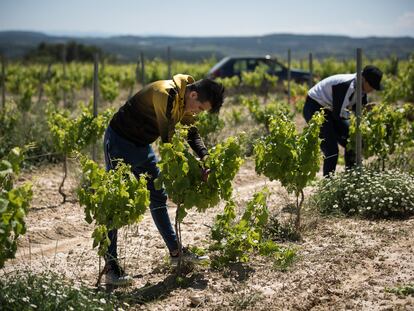 Mohammed Gheziel y Mouad Lmadani, dos jóvenes marroquíes de 18 años, trabajan en unos viñedos de Tarragona.