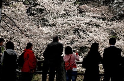 "Temperaturas apacibles a finales de febrero y primeros de marzo aceleraron la eclosión de los botones de las flores", explicó a la prensa un responsable de la agencia meteorológica, en el templo de Yasukuni, en el centro de Tokio. En la imagen. la gente observa cerezos en flor en Tokio (Japón), el 23 de marzo de 2018.