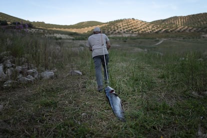 One of the fishermen of the Amapila Association removes a catfish caught in Iznájar, for later disposal. Being an invasive species, it cannot be released again.