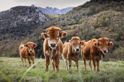 Becerros en una braña del parque nacional de Picos de Europa.