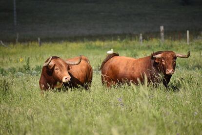 Toros de La Palmosilla, en el campo gaditano.