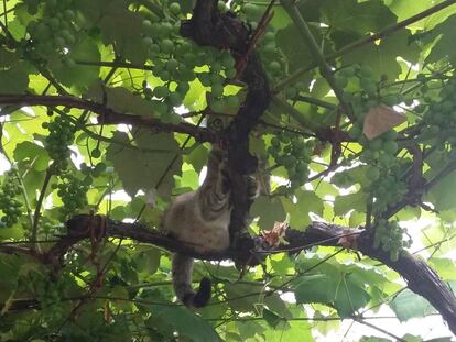 Un gato en una finca de Teo (A Coruña).