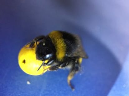 Un experimento comprueba que estos insectos pueden aprender a utilizar una herramienta después de ver cómo lo hacen otras abejas