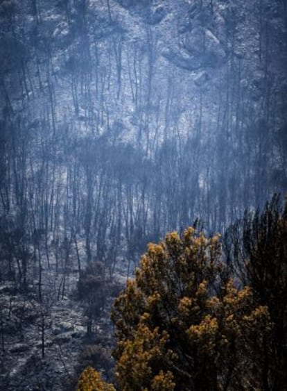 The Sa Coma Freda valley after the wildfire had passed through.