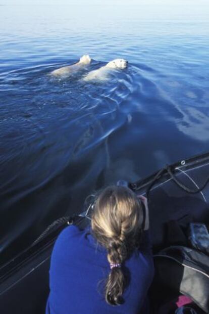 Dos osos polares (‘Ursus maritimus’), en las aguas de la bahía de Hudson, en la localidad canadiense de Churchill.