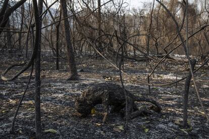 Um macaco bugio é carbonizado por um incêndio florestal que varreu a Fazenda Santa Tereza, na região do rio Paraguai no Pantanal, no Mato Grosso do Sul. Os incêndios na região foram tão intensos que nem mesmo os animais mais rápidos conseguiram escapar das chamas.