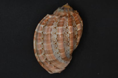 Un ejemplar de ‘Harpa Major’, conservado en la colección de malacología del Museo Nacional de Ciencias Naturales, en Madrid. Su brillo y textura recuerdan a la porcelana.