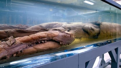 El calamar gigante que se exhibe en el Museo de Historia Natural de Londres.