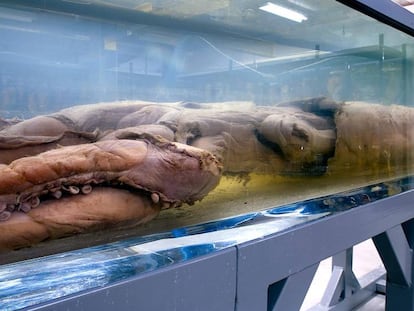 El calamar gigante que se exhibe en el Museo de Historia Natural de Londres.