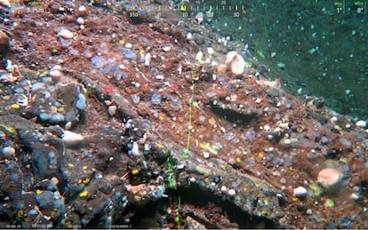 Detalle del monte Los Atlantes en el norte de las islas Canarias, captado por el ROV del proyecto de investigación del IGME-CSIC.