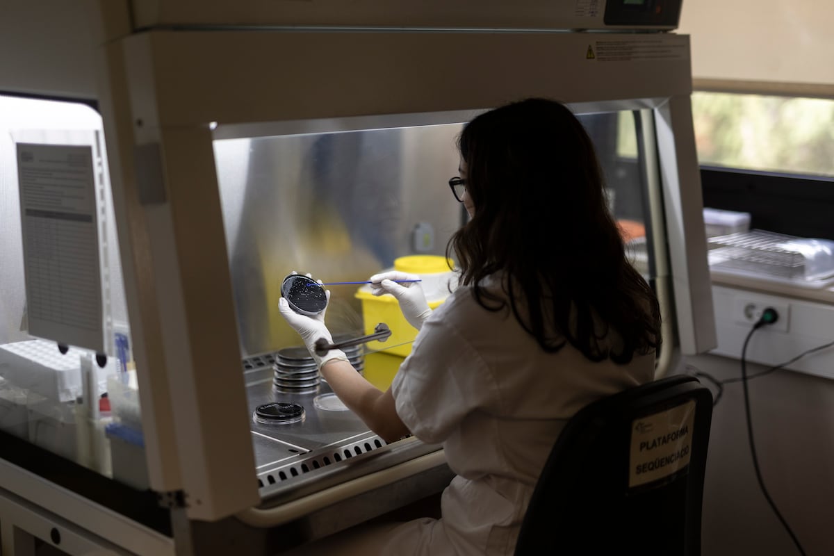 ¿Tenemos microbios en el cerebro? Una teoría que divide a los científicos