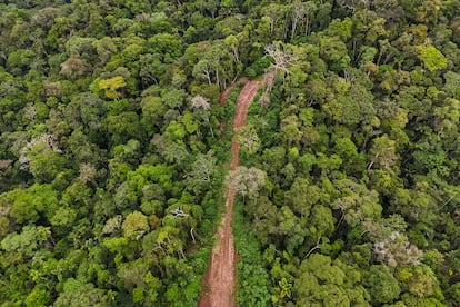 Un bosque primario de la nacionalidad Waorani del Ecuador.