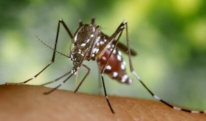 El mosquito tigre es transmisor del chikungunya.