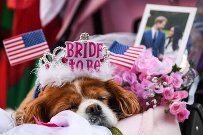 Un perro se echa la siesta antes de que de comienzo el ensayo del desfile de la boda del príncipe Harry y Meghan Markle en Windsor (Inglaterra).