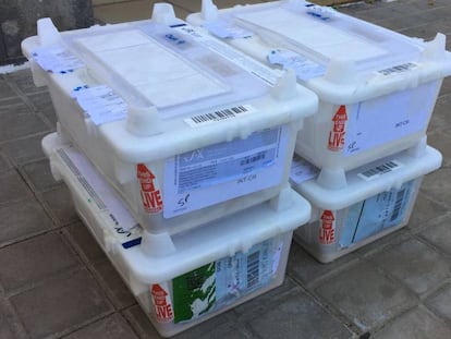 Las cuatro cajas con los ratones, a su llegada a Canarias.