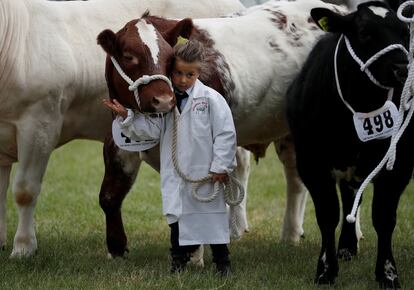 Uma criança junto a um boi durante o Royal Cheshire County Show, em Tabley (Reino Unido).