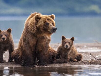 Tecnología de reconocimiento facial para preservar al oso grizzly