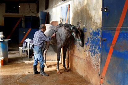 A man grooms a horse at Beirut Hippodrome, Lebanon, April 26, 2017. REUTERS/Jamal Saidi  SEARCH "SAIDI HIPPODROME" FOR THIS STORY. SEARCH "WIDER IMAGE" FOR ALL STORIES.