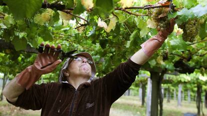 Una mujer durante la vendimia de Bodegas La Val, una de las marcas pioneras de la Denominación de Origen Rías Baixas.