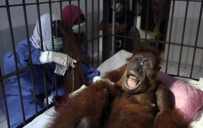 Dos veterinarias junto a la orangutana 'Hope', este pasado domingo en Sibolangit (Indonesia).