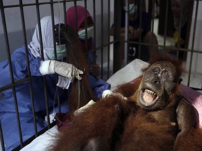 Dos veterinarias junto a la orangutana 'Hope', este pasado domingo en Sibolangit (Indonesia).