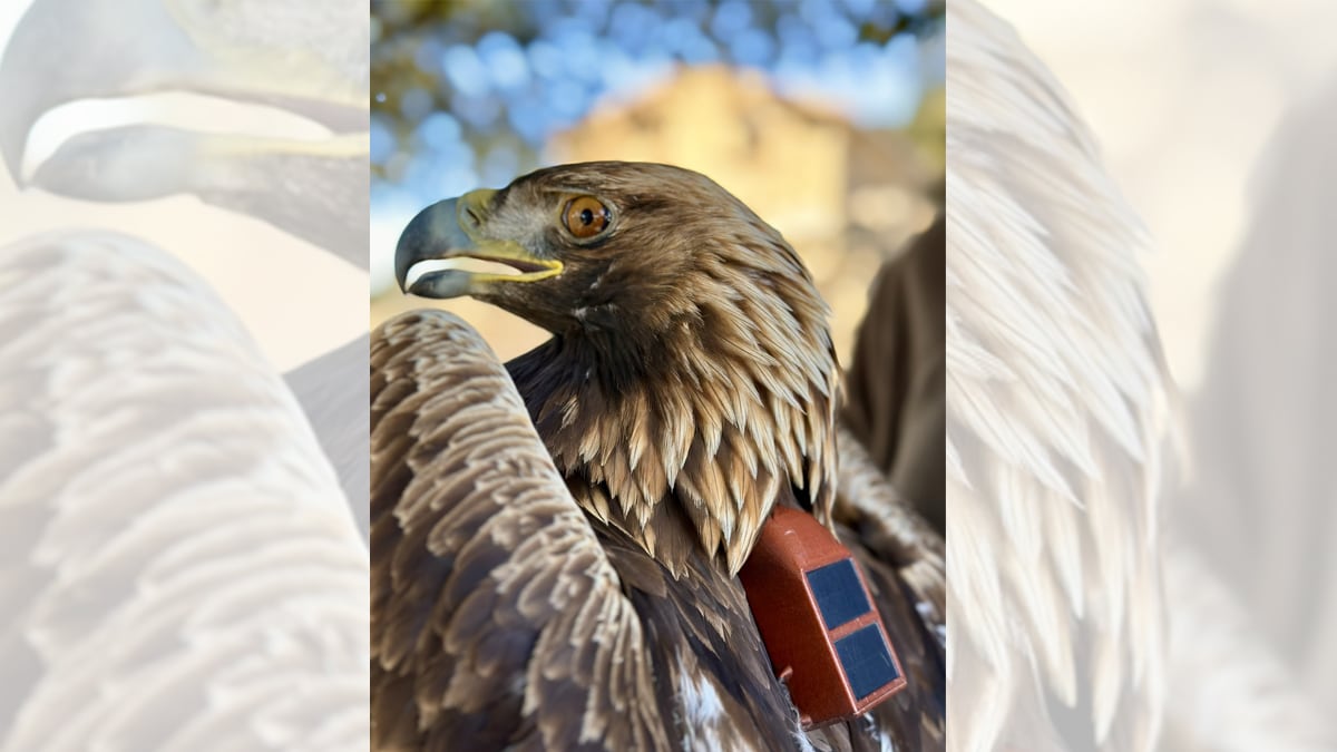La presión del ocio y las renovables altera el comportamiento de las águilas