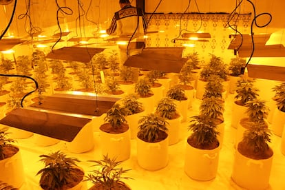 Imagen de plantaciones incautadas por la Policía Nacional.