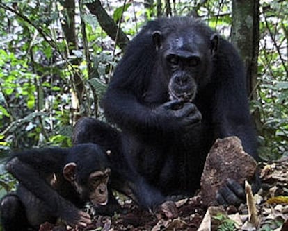 Un chimpancé hembra enseña a su cría a cascar nueces en Costa de Marfil.