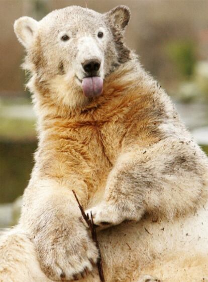 Knut en una foto de diciembre de 2005 cuando celebró su primer cumpleaños en el zoo de Berlín.