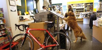 Un golden retriever, en el mostrador de la Casa del Libro que admite animales y bicicletas. 