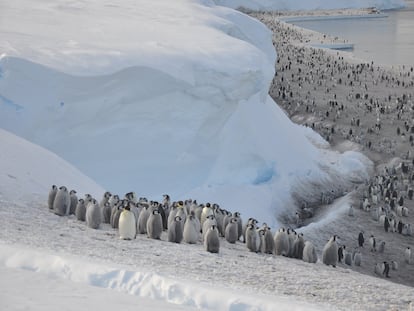 Las crías de emperador pierden el plumón en favor de plumas hidrófobas a partir de mediados de diciembre. En la imagen, polluelos de la colonia de la barrera de hielo Brunt al borde del mar.