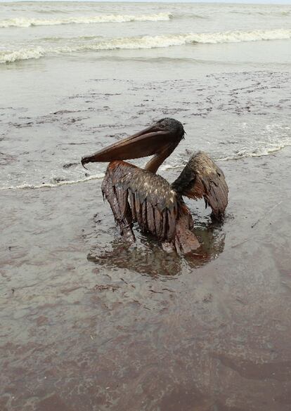 Aspecto de la teñida playa de la isla de East Grand Terre, en Louisiana