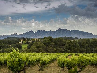 Viñedos en el Penedès.