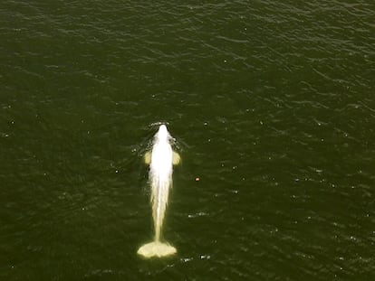 Saint Pierre La Garenne (France), 07/08/2022.- A handout photo made available by the non-profit marine conservation organization Sea Shepherd shows a lost Beluga whale swimming in a lock of the Seine river in Saint Pierre la Garenne, Normandy Region, France, 07 August 2022 (issued 08 August 2022). The strayed whale was first spotted on 02 August and a search and rescue operation has been taking place since. (Francia) EFE/EPA/SEA SHEPHERD FRANCE / HANDOUT HANDOUT EDITORIAL USE ONLY/NO SALES
