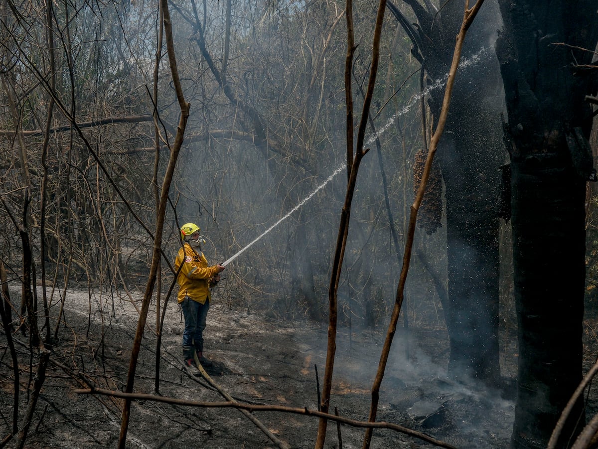 Crisis en Tolima: Incendios forestales provocan alerta por hambruna y crisis económica