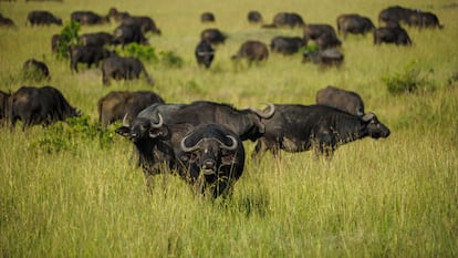 Búfalos salvajes en el hábitat natural Maasai Mara de Kenia, el 2 de marzo de 2023.