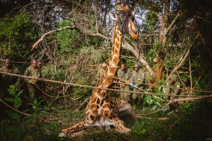 Gracias a la creación de la reserva, las comunidades pokot e ilchamus pueden pagar las tasas escolares de los niños de primaria y secundaria, y el conflicto ha dejado de ser un problema en la zona. En la imagen, guardas y veterinarios del Servicio de Vida Salvaje de Kenia intentaban conducir a una jirafa al cajón de un tractor, tras capturarla en Eldoret el 24 de junio.