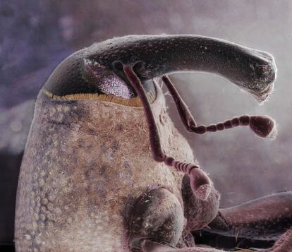 Imagem microscópica de um bicudo-do-algodoeiro (Anthonomus grandis), uma praga que bota ovos e se alimenta nos algodoais.