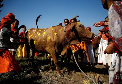 Jóvenes sacerdotes hindúes se reúnen alrededor de una vaca mientras realizan oraciones durante una ceremonia religiosa que celebra el festival de Tihar en Katmandú (Nepal).