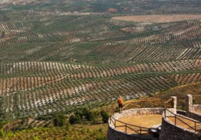 Campos de olivares cerca de la ciudad de Úbeda (Jaén).