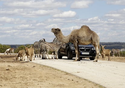Un coche se detiene ante la presencia de varios animales: un dromedario, gamos, arruís, cebras y muflones, entre otros.