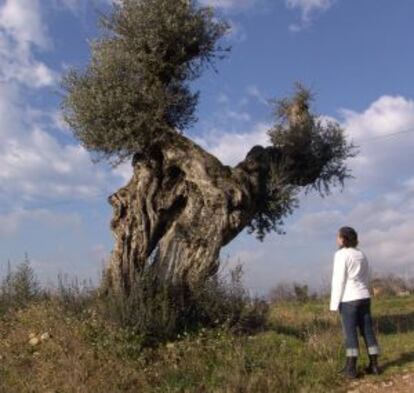 Olivo centenario en un vivero de Cabanes, Girona.