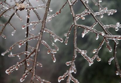 Unas ramas cubiertas de hielo en Amstall, Austria, el 2 de diciembre de 2014.