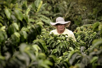 Caficultor en Colombia.