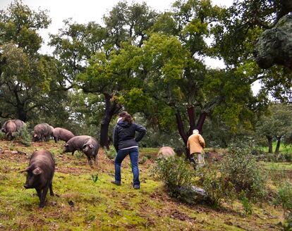 Inés Sánchez y su padre cuidan del ganado en su finca de Aracena (Huelva).